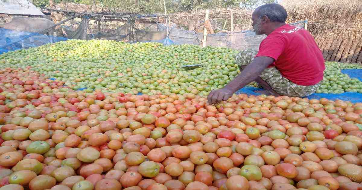 Tomato cultivation Bumper harvest and good price bring joy to farmers in Rajshahi